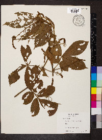 Paullinia rugosa image