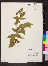 Paullinia pinnata image