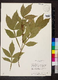 Paullinia pinnata image