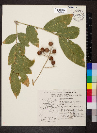 Sapindus saponaria image