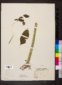 Impatiens pallida image