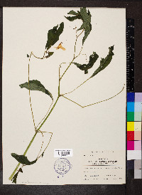 Impatiens pallida image