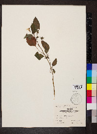 Impatiens pallida image