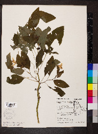 Impatiens pallida image