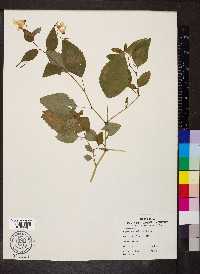 Impatiens pallida image