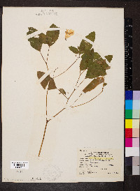 Impatiens pallida image