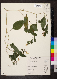 Impatiens pallida image