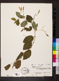 Impatiens pallida image