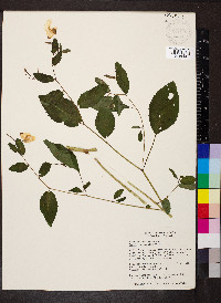 Impatiens pallida image