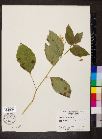 Impatiens pallida image