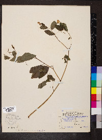 Impatiens pallida image