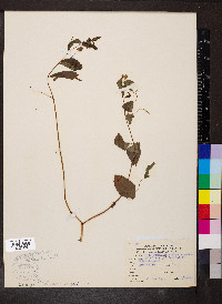 Impatiens pallida image