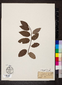 Berchemia scandens image