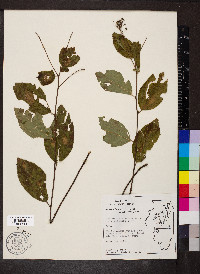 Ceanothus americanus var. pitcheri image