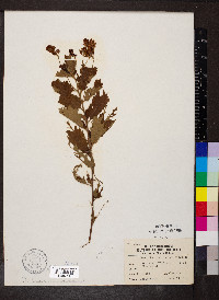 Ceanothus americanus var. pitcheri image