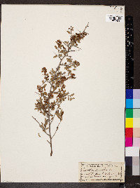 Ceanothus fendleri image