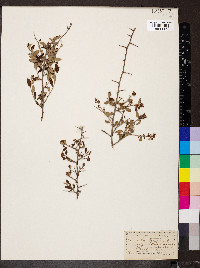 Ceanothus fendleri image