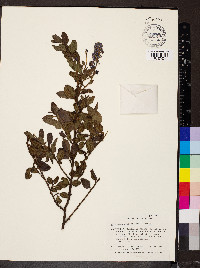 Ceanothus griseus image