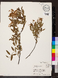 Ceanothus herbaceus image