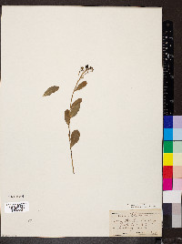 Ceanothus herbaceus image