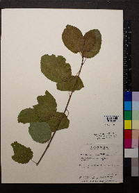 Ceanothus sanguineus image