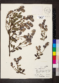 Ceanothus thyrsiflorus image