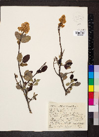 Ceanothus velutinus image