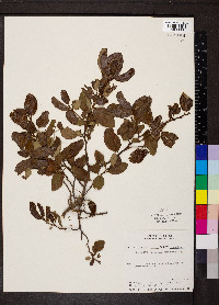 Ceanothus velutinus image