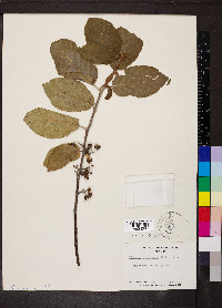 Colubrina arborescens image