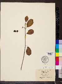 Frangula alnus image