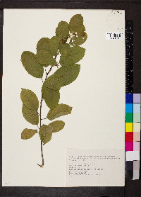 Frangula alnus image