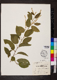 Gouania rosei image