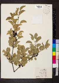 Rhamnus cathartica image