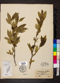 Rhamnus smithii image