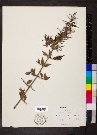 Sageretia minutiflora image