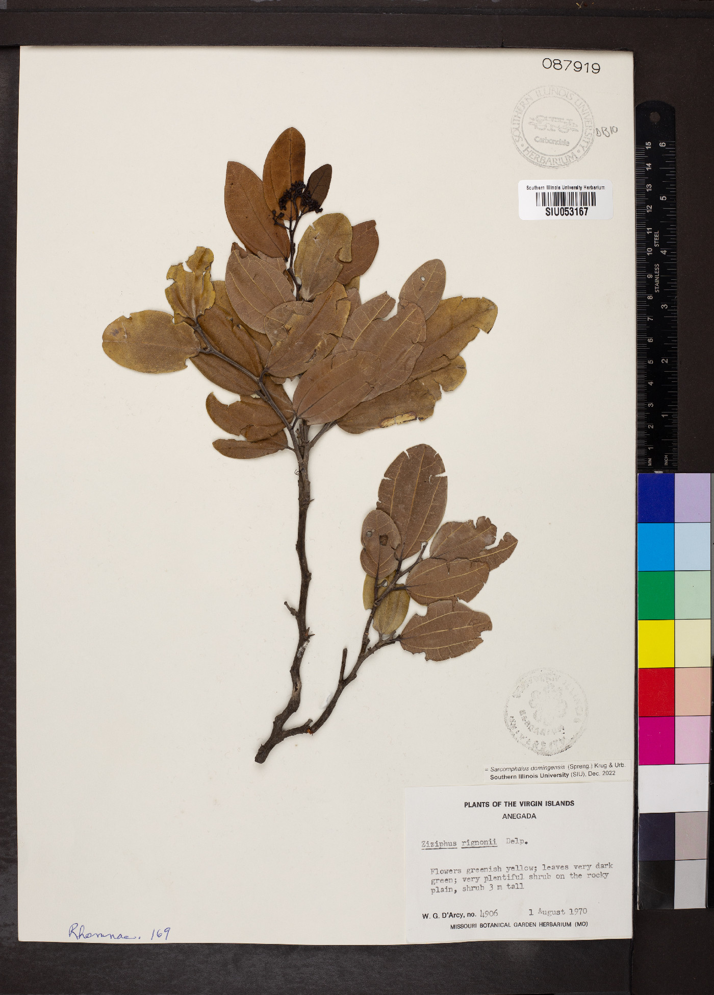 Sarcomphalus domingensis image