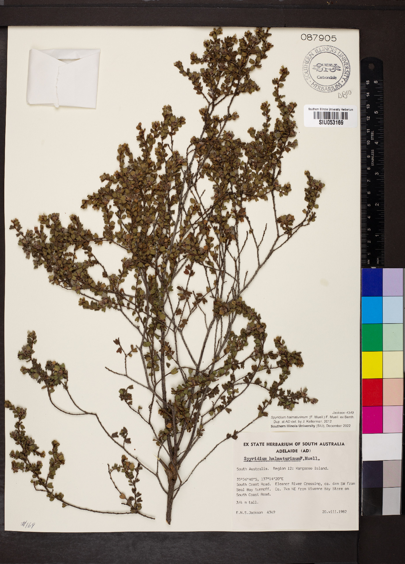 Spyridium halmaturinum image