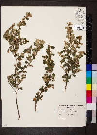 Cryptandra parvifolia image