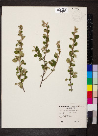 Cryptandra parvifolia image