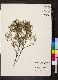 Spyridium phylicoides image