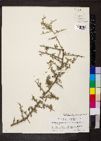 Sarcomphalus obtusifolius image