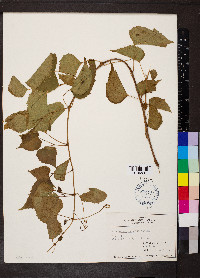 Ampelopsis cordata image