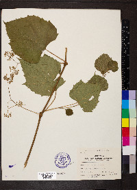 Ampelopsis cordata image