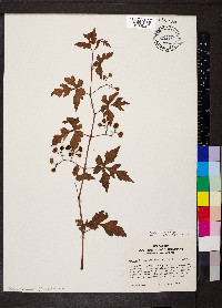 Ampelopsis aconitifolia image