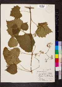 Ampelopsis cordata image