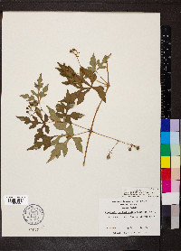 Ampelopsis aconitifolia image