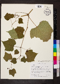 Ampelopsis glandulosa var. brevipedunculata image