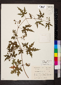 Ampelopsis heterophylla image