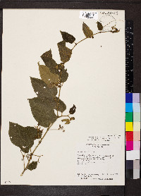 Cissus verticillata image