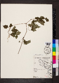 Nekemias arborea image